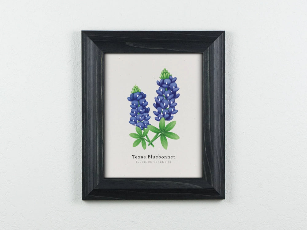 Texas Bluebonnet Art Print