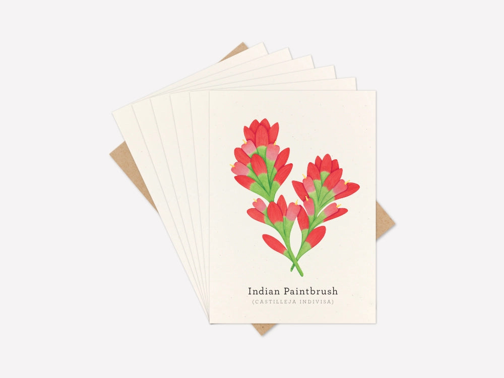 Indian Paintbrush Greeting Card Set of 6