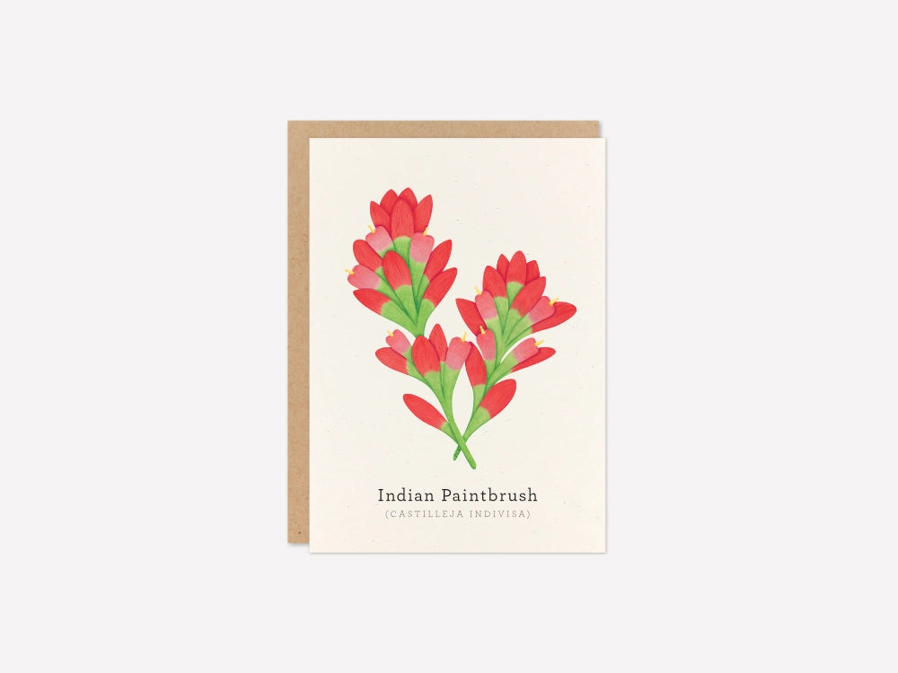 Indian Paintbrush Greeting Card
