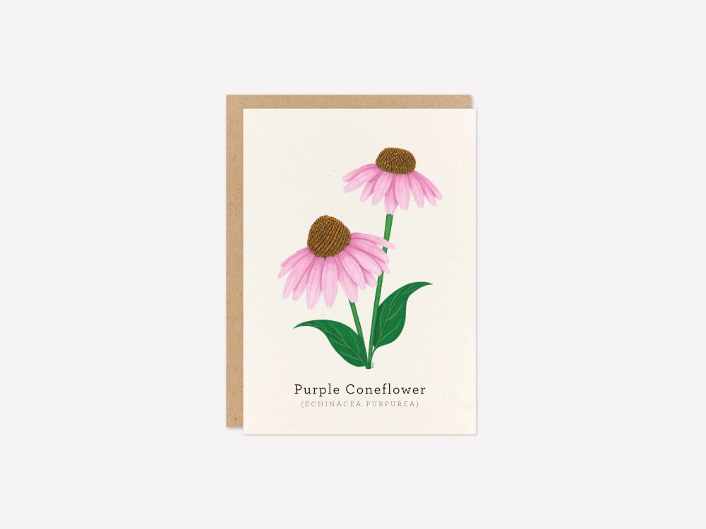 Purple Coneflower Greeting Card