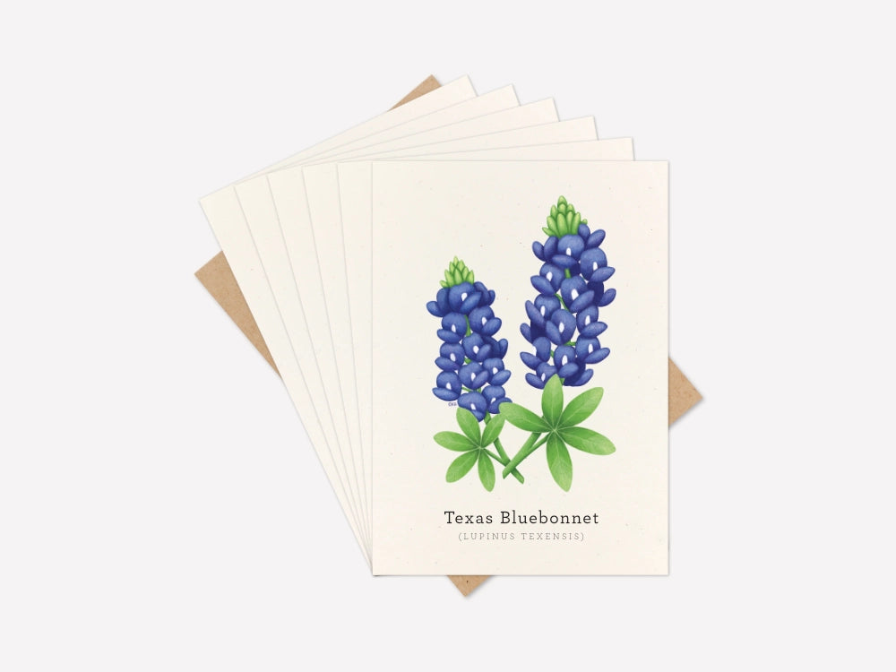 Texas Bluebonnet Greeting Card Set of 6