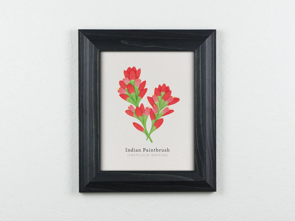 Texas Indian Paintbrush Art Print