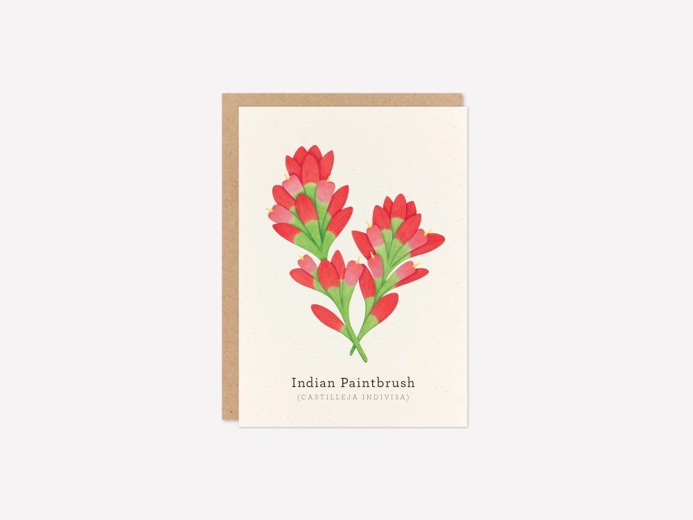 Indian Paintbrush Greeting Card