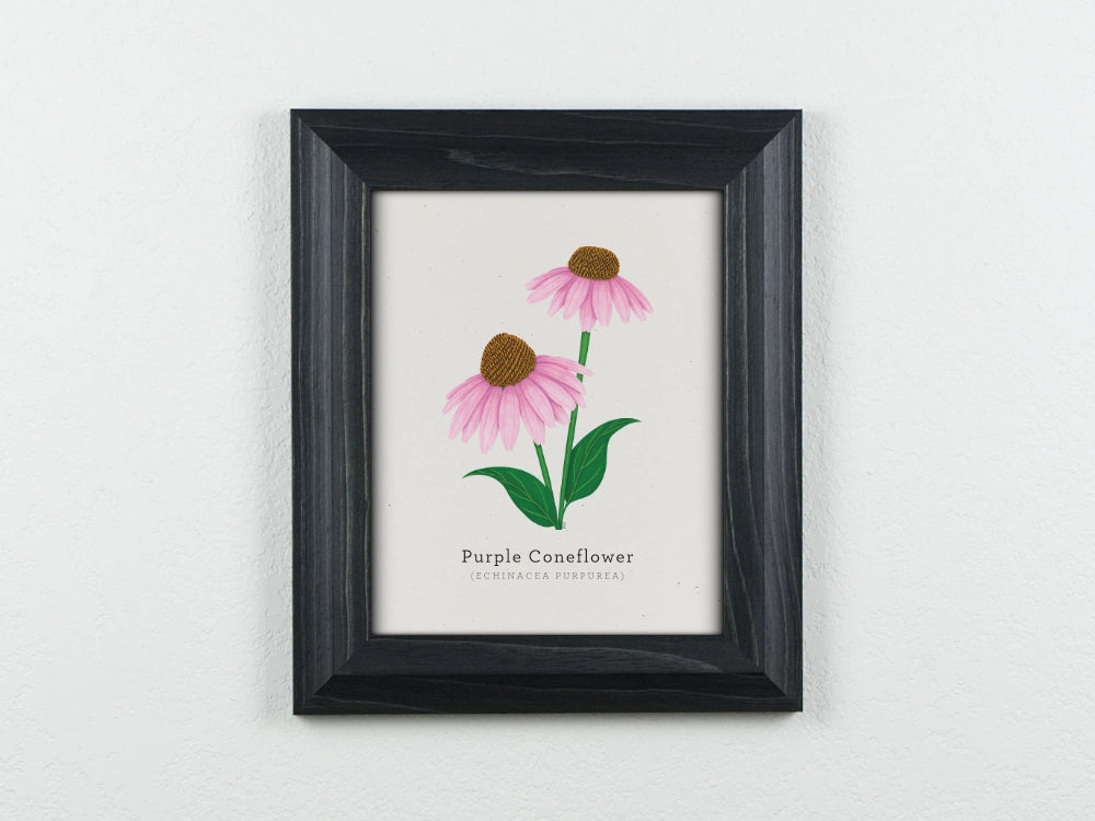 Purple Coneflower | Good Cheer Paper Co