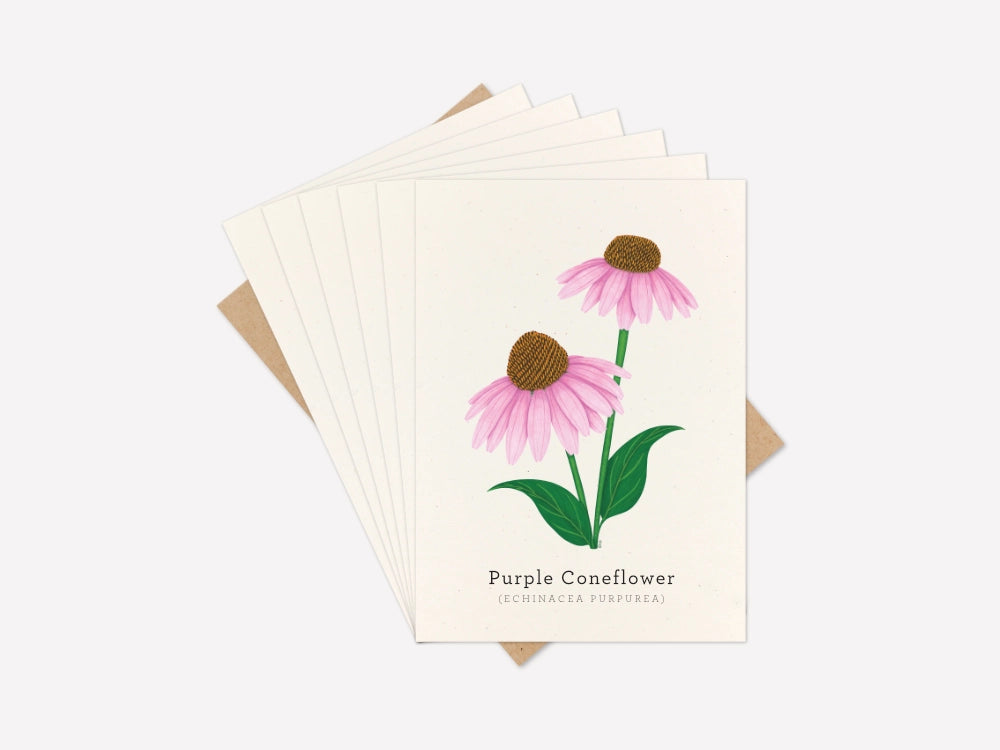 Purple Coneflower Greeting Card Set of 6